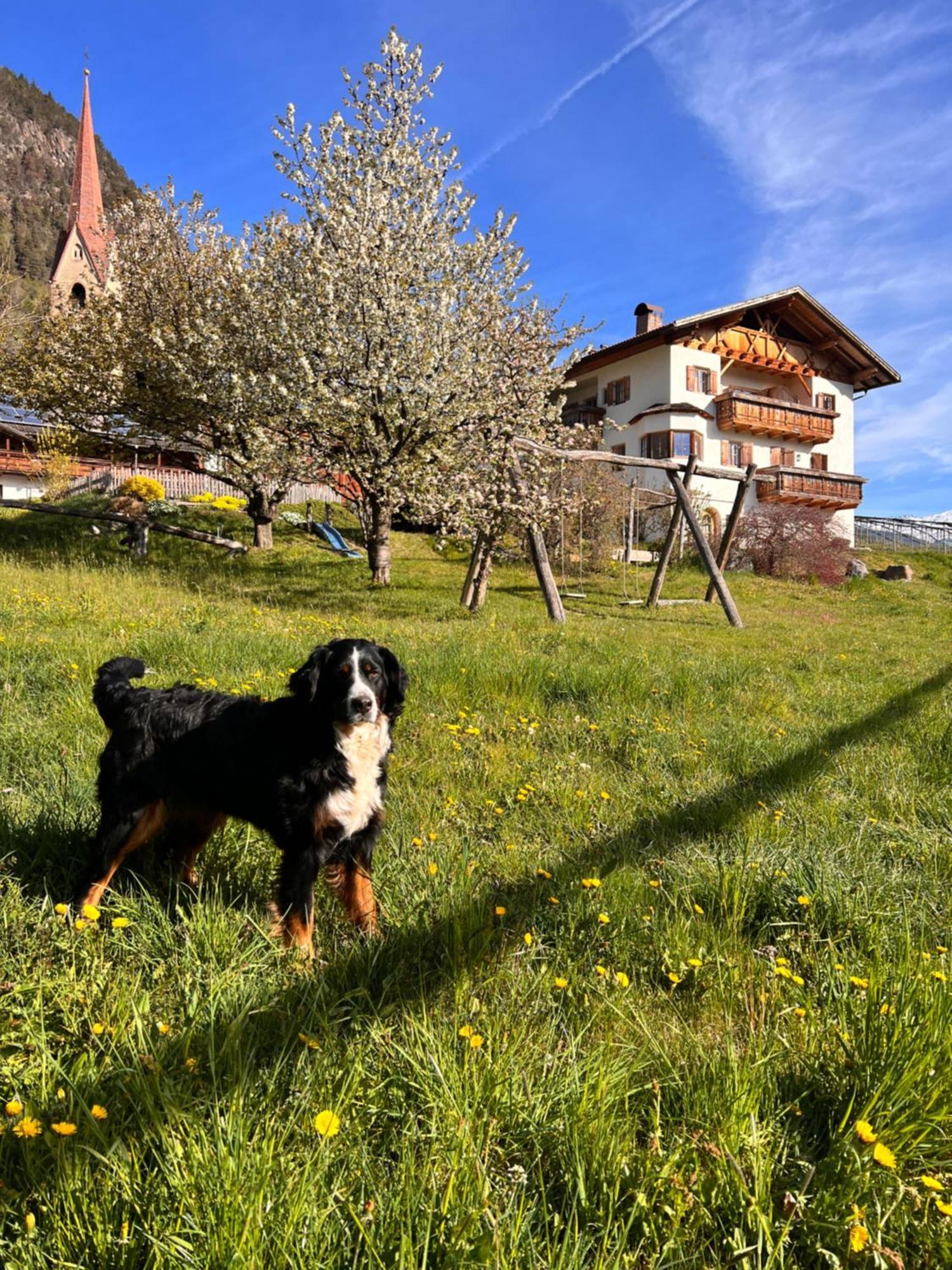 Gasserhof Barbiano  Bagian luar foto
