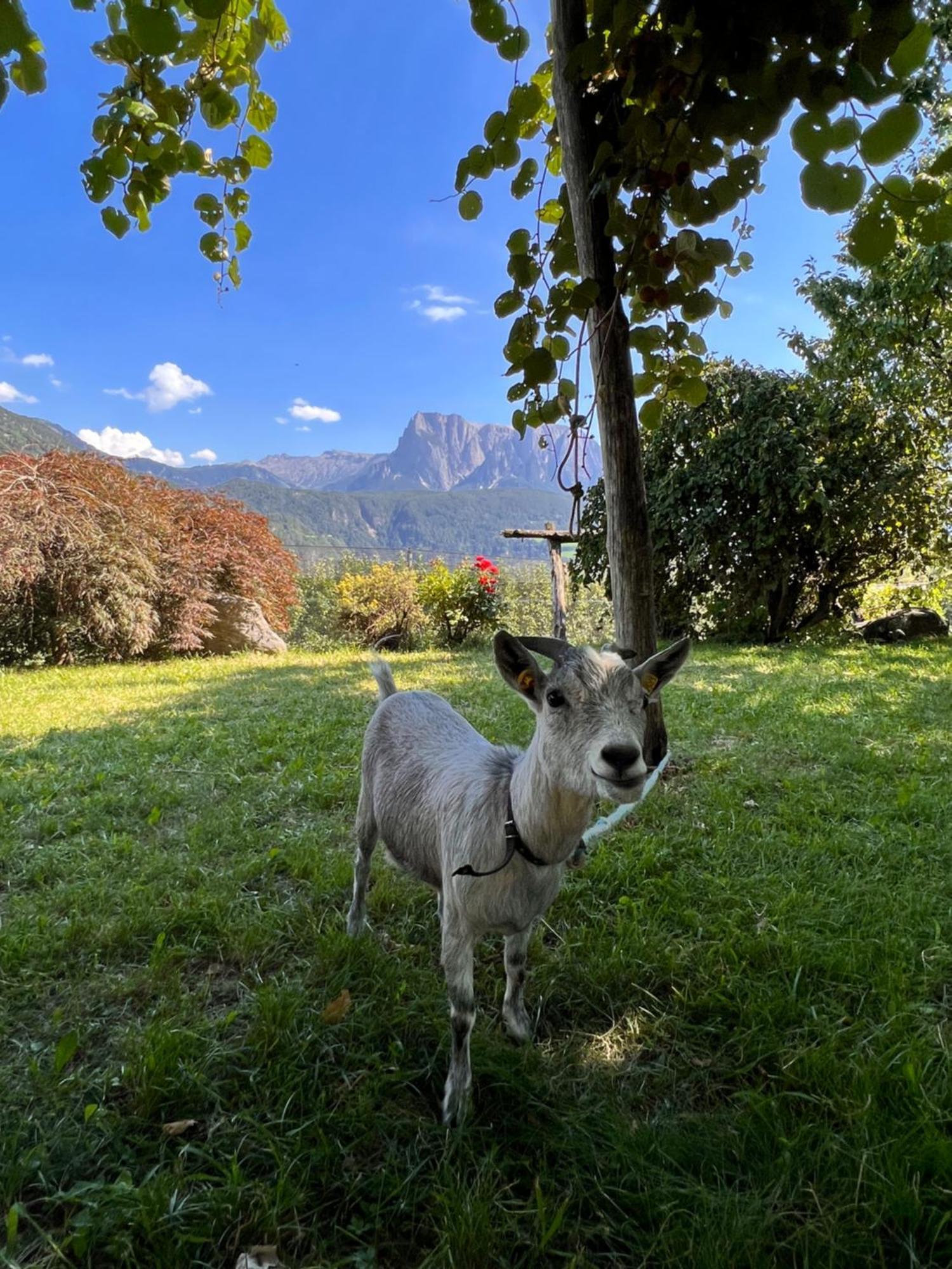 Gasserhof Barbiano  Bagian luar foto